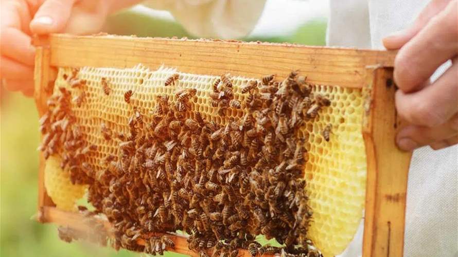 اليوم العالمي للنحل… حشرة صغيرة تحمي العالم: لهذا السبب يُعد اختفاؤها تهديدًا للبشرية