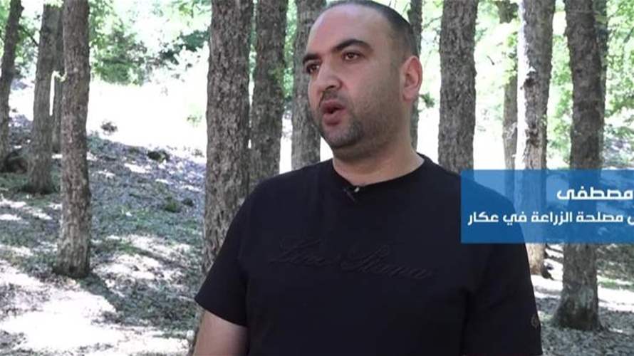 غابة العذر… طريق عودة ٥٠٠ حسّون إلى البرّية