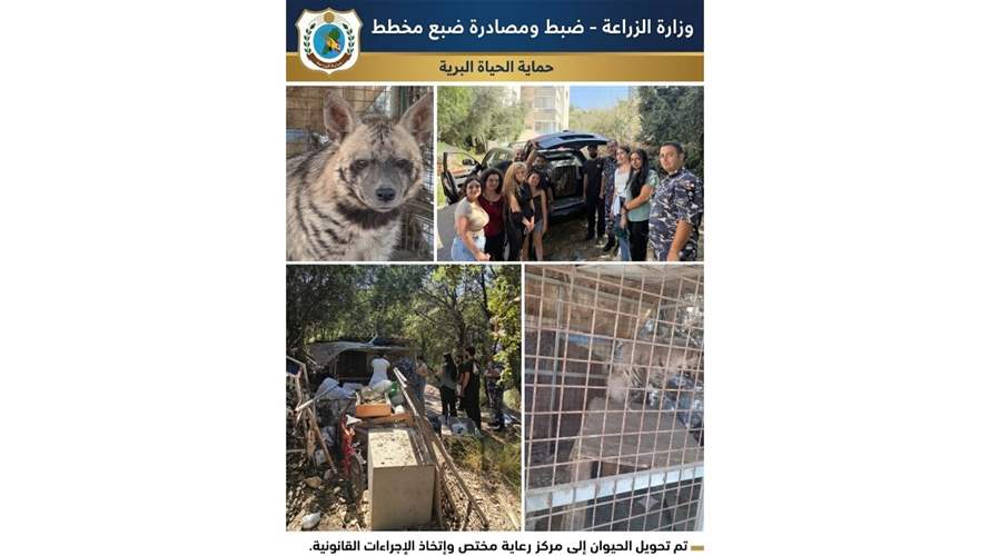 وزارة الزراعة تواصل جهودها لحماية الحياة البرية: مصادرة ضبع مخطط في عمشيت تمهيدًا لإعادة تأهيله وإطلاقه في بيئته الطبيعية