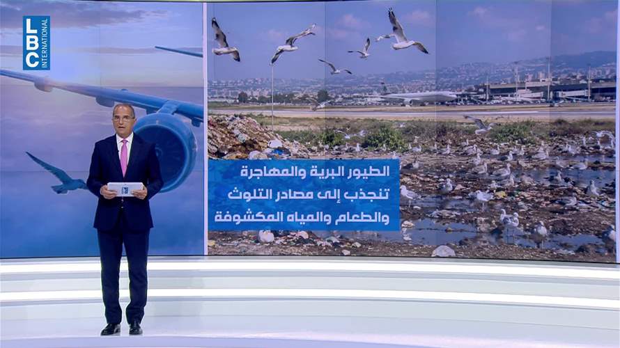  الطيور تهدّد سلامة الملاحة الجوية... والدولة تبحث حلولًا جذرية