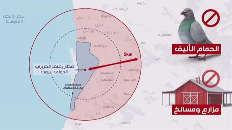 إنذار اليوم  خاطئ... لكن خطر الطيور لا يزال قائماً في المطار والحل لم يترجم بعد