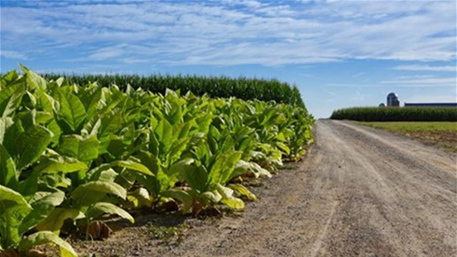 Between war and the harvest: South Lebanon’s tobacco farmers hold on