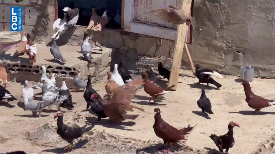 الطيور تهدّد حركة الطيران: ما جديد خطة إبعادها عن مطار بيروت؟