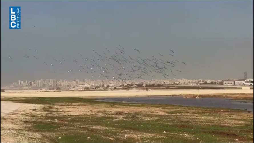 حوادث طيران بالطيور في مطار بيروت وطائر غريب يغزو لبنان