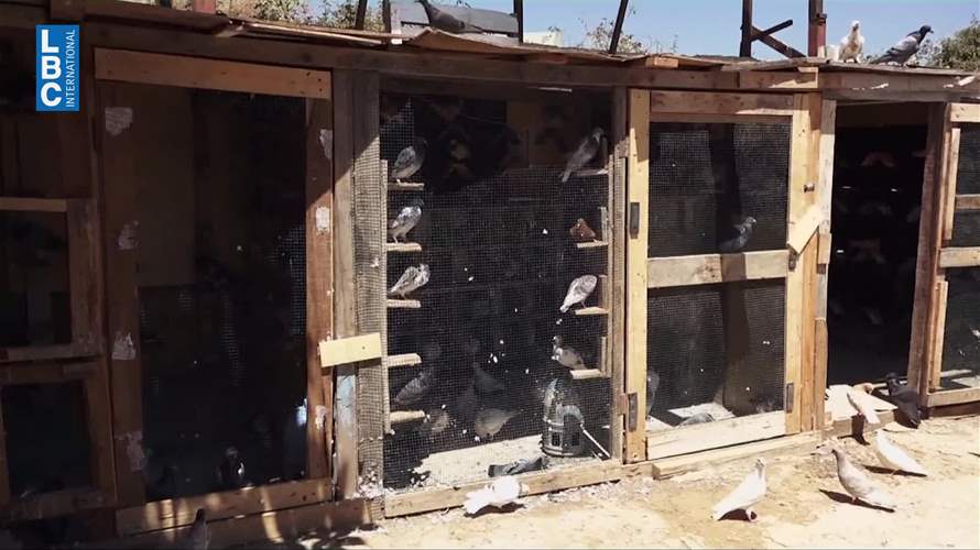 بين مدارج الإقلاع والهبوط والهنغارات الطيور تحتل المطار والـLBCI توثّق خطورتها