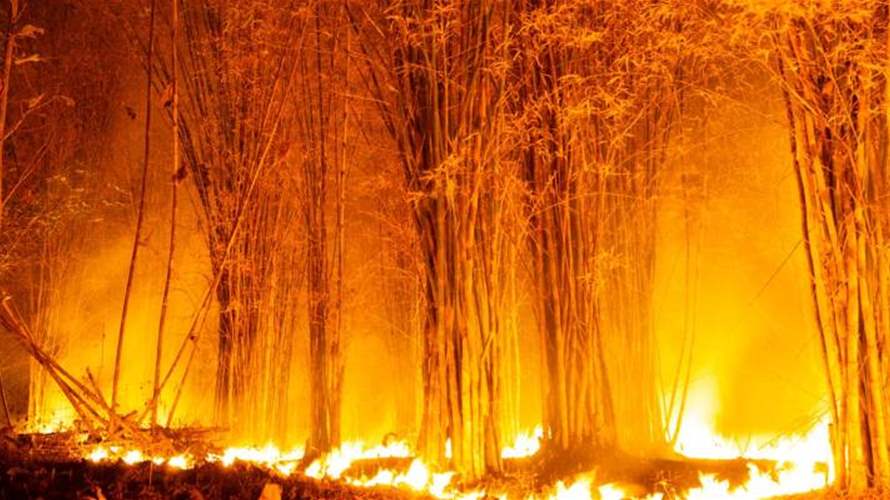 ارتفاع حصيلة قتلى حرائق الغابات في الجزائر إلى 12
