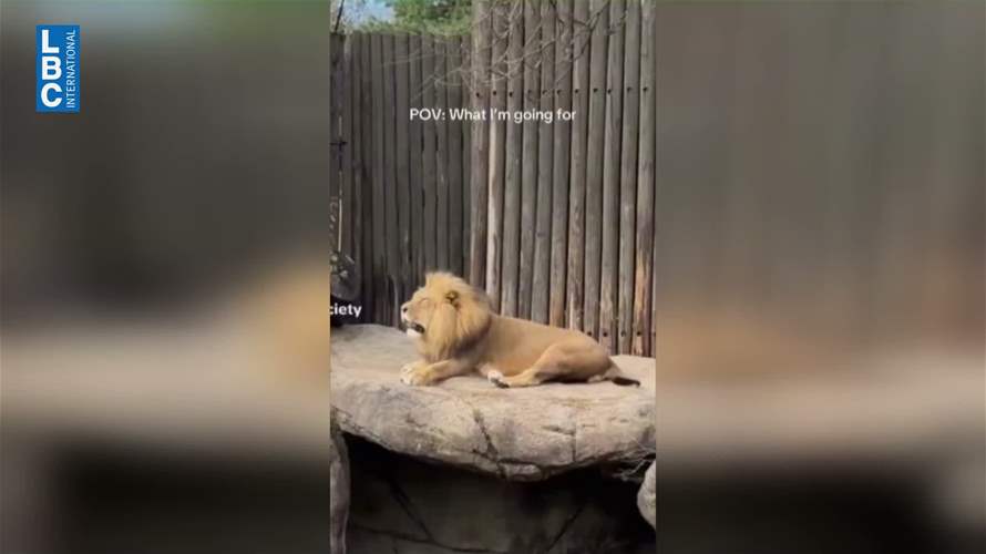  اللبوة حزينة على الاسد في zoo الحازمية... فكيف مات؟