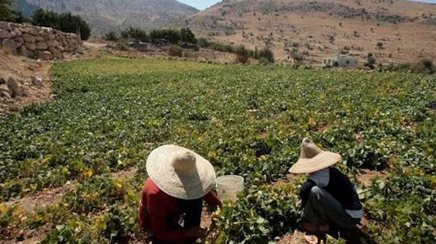 الزراعة حذرت من القطاف المبكر لأكواز الصنوبر وتشديد على الإدارة المتكاملة للآفات وحماية جودة الإنتاج اللبناني