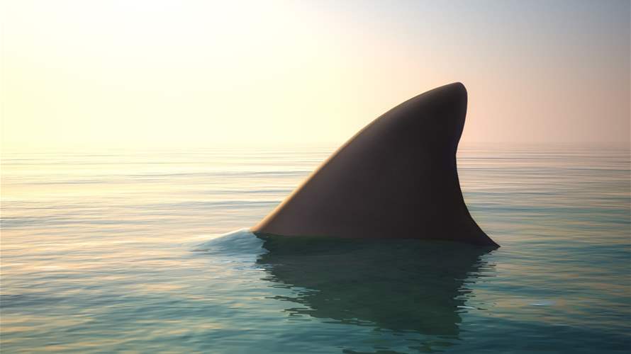 Shark kills swimmer off beach in Western Australia: Police