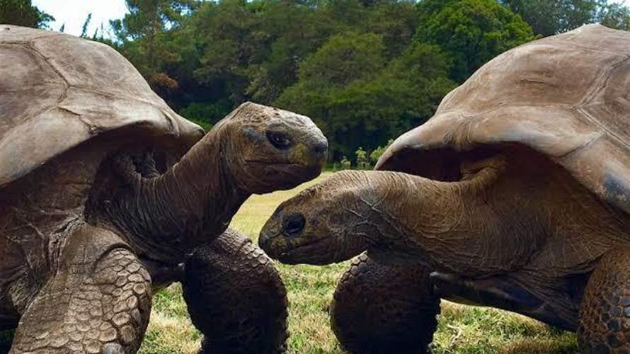 سلحفاة عمرها 194 عاماً قد تحمل سرّ إطالة عمر الإنسان!