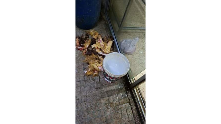 بلدية بيروت أقفلت مسلخًا في وطى المصيطبة لمخالفته الشروط الصحية والقانونية