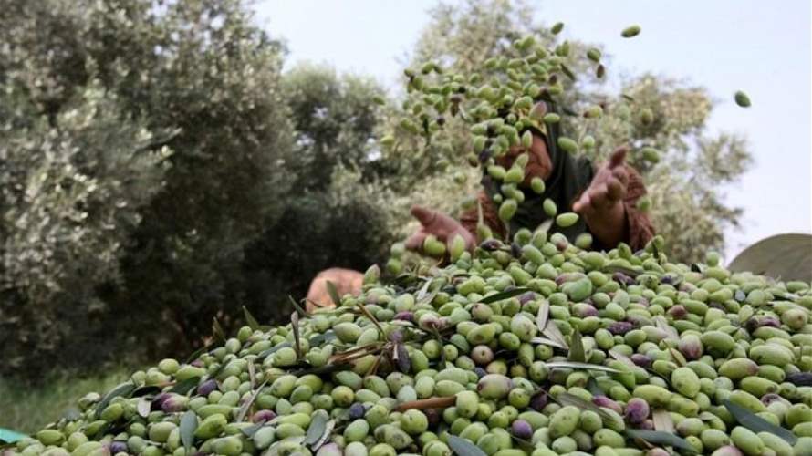 إرشادات لوزارة الزراعة عن الممارسات الجيدة لقطاف الزيتون ونقله إلى المعاصر