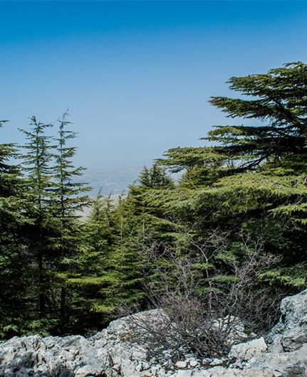 Mass pruning in Bsharri sparks concern over Lebanon’s iconic cedars
