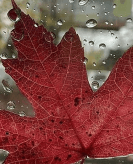 كتل هوائية باردة ورطبة اليوم وغدا مع أمطار محلية