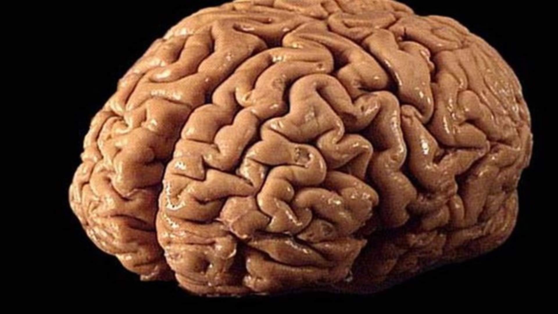 أحدث خريطة ثلاثية الابعاد للدماغ 