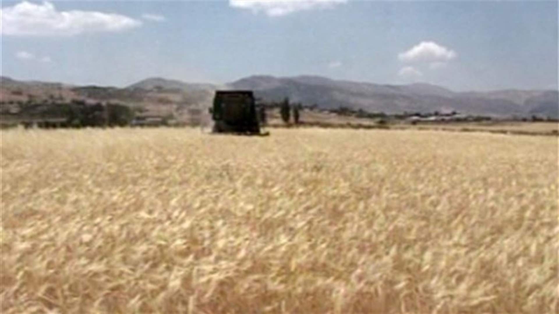 انطلاق موسم حصاد القمح في سهل البقاع
