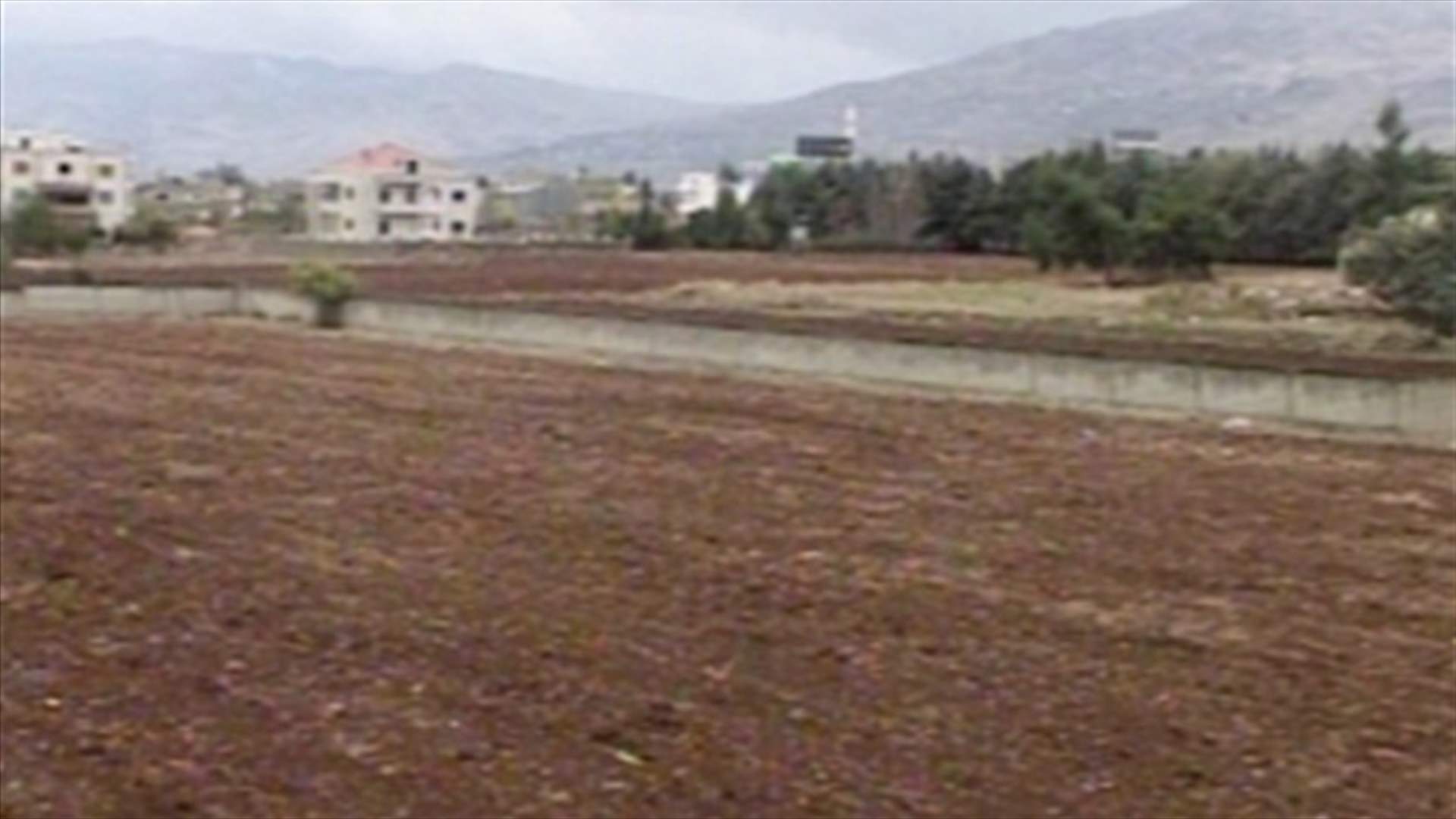 ما هو واقع زراعة الشمندر السكري في لبنان؟