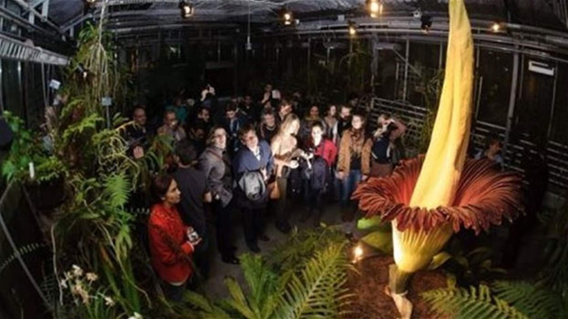 Huge "Corpse" flower in Brussels attracts large crowds