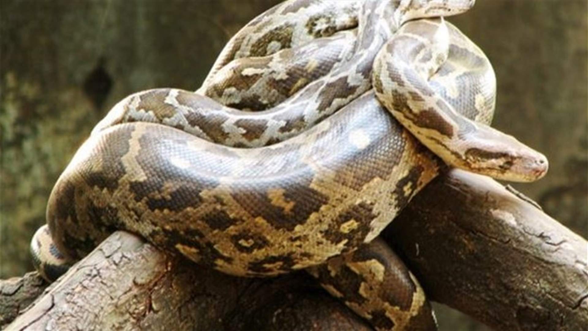 Mighty python! Snake slips out of French postal packet