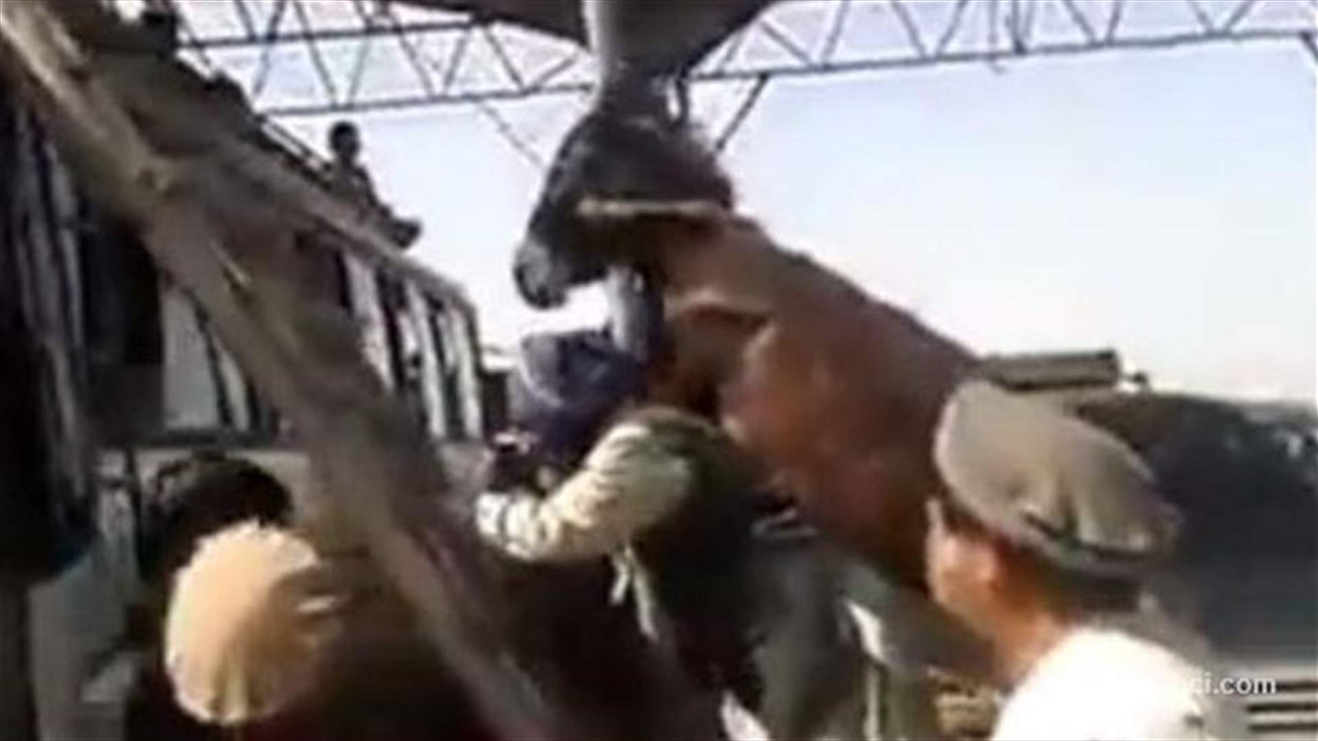 بالفيديو والصور... رجل يحمل بغلاً على ظهره