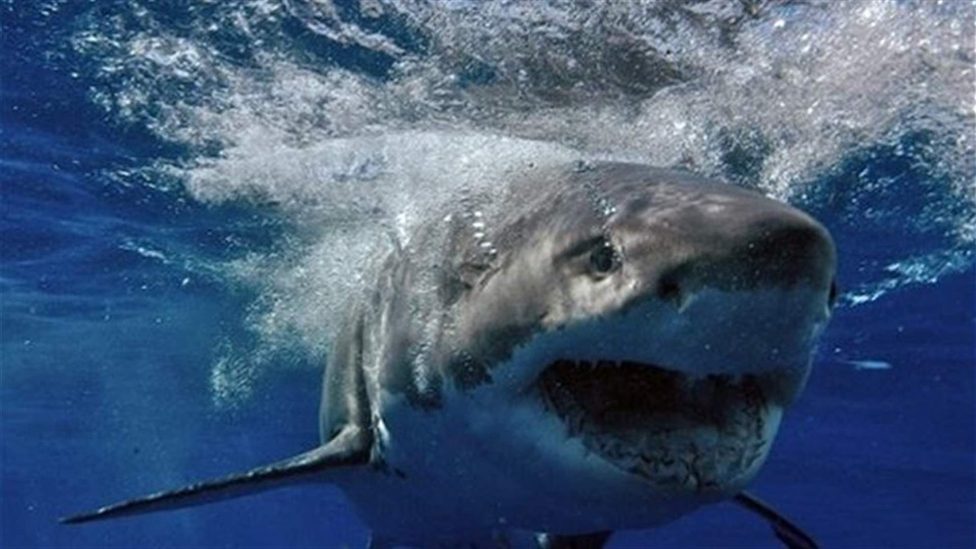 Teenager killed by shark off France's Reunion Island