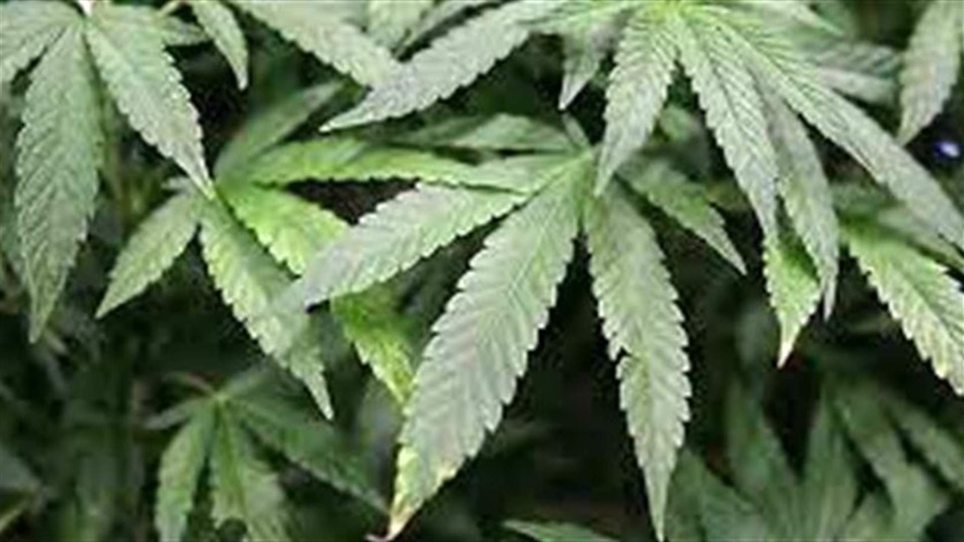 Mexico could legalize marijuana in five years -former president