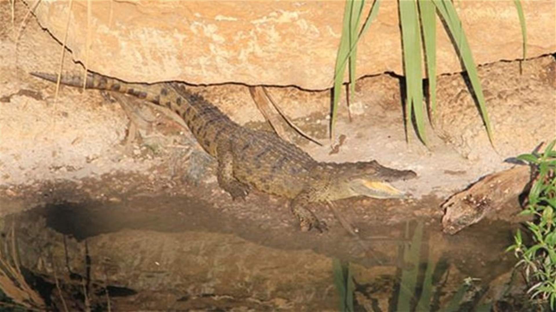 REPORT: World’s most dangerous crocodiles spotted in Beirut River