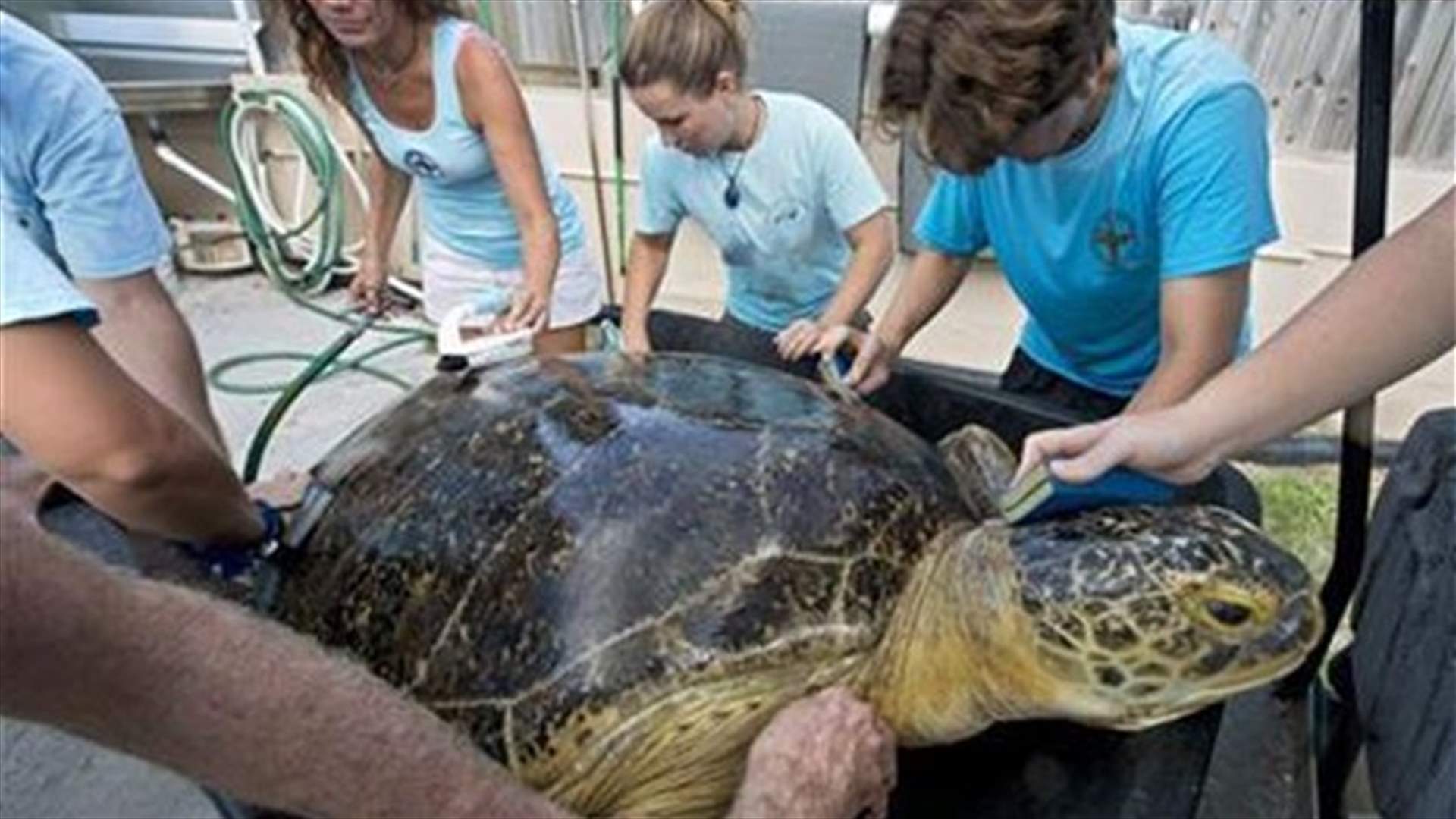 Rescued Florida sea turtle headed for Las Vegas casino "retirement"
