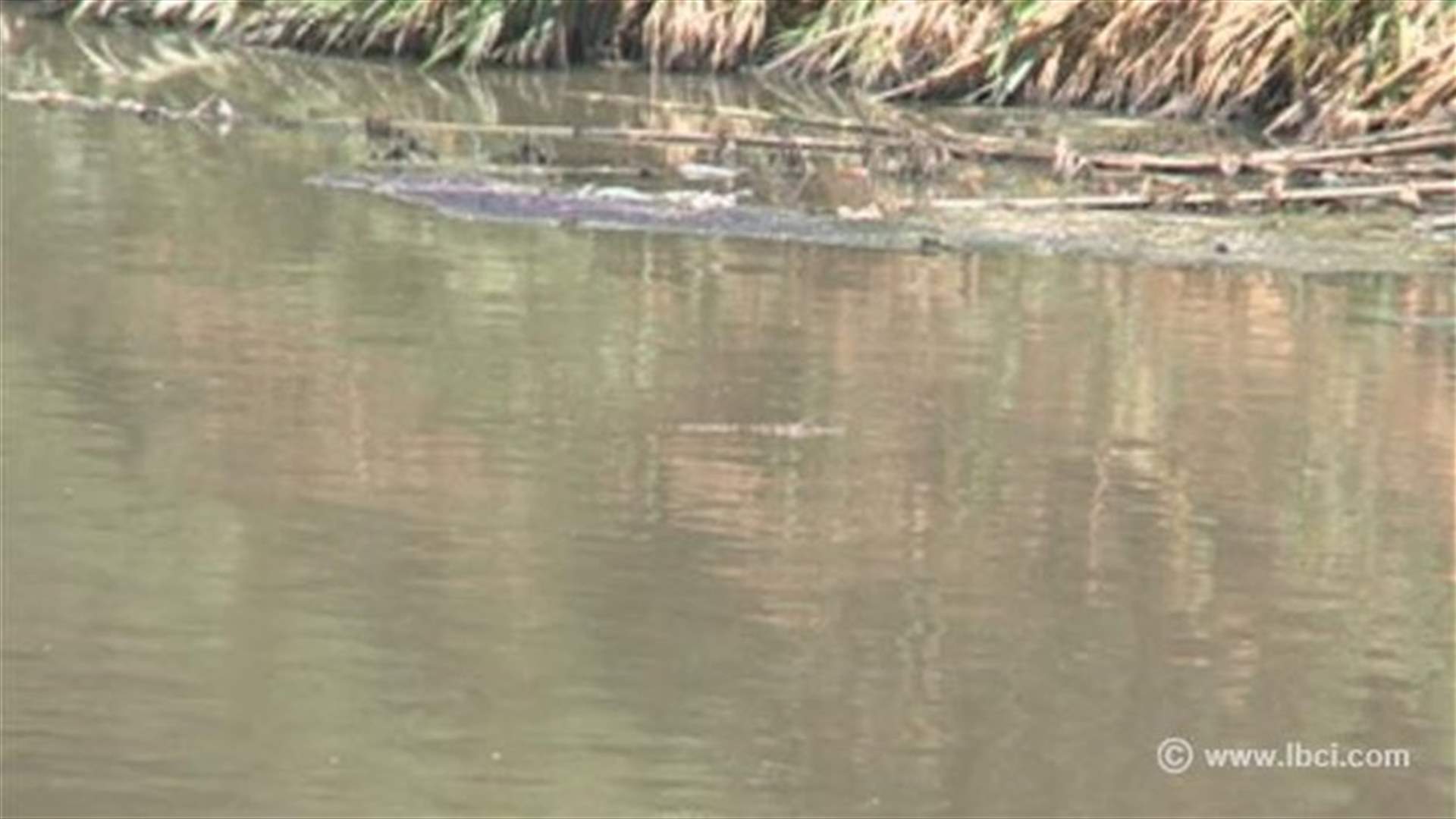 REPORT: Beirut River crocodile still free