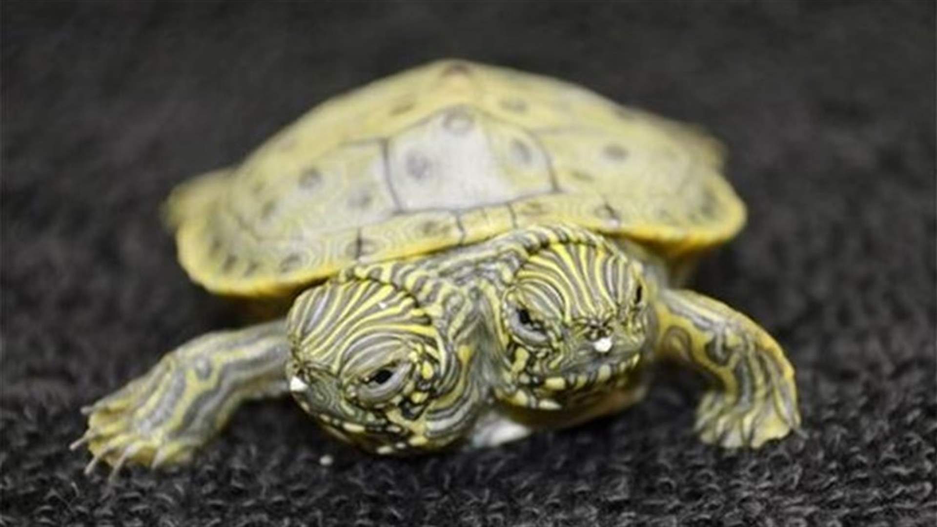2-headed turtle at Texas zoo gets Facebook page