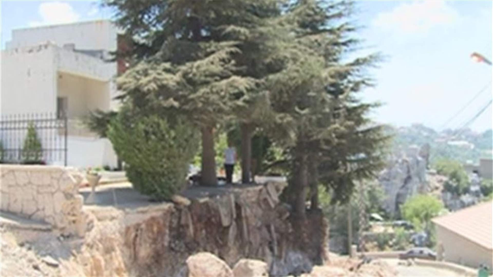 REPORT: Three cedar trees may pay the price of construction works