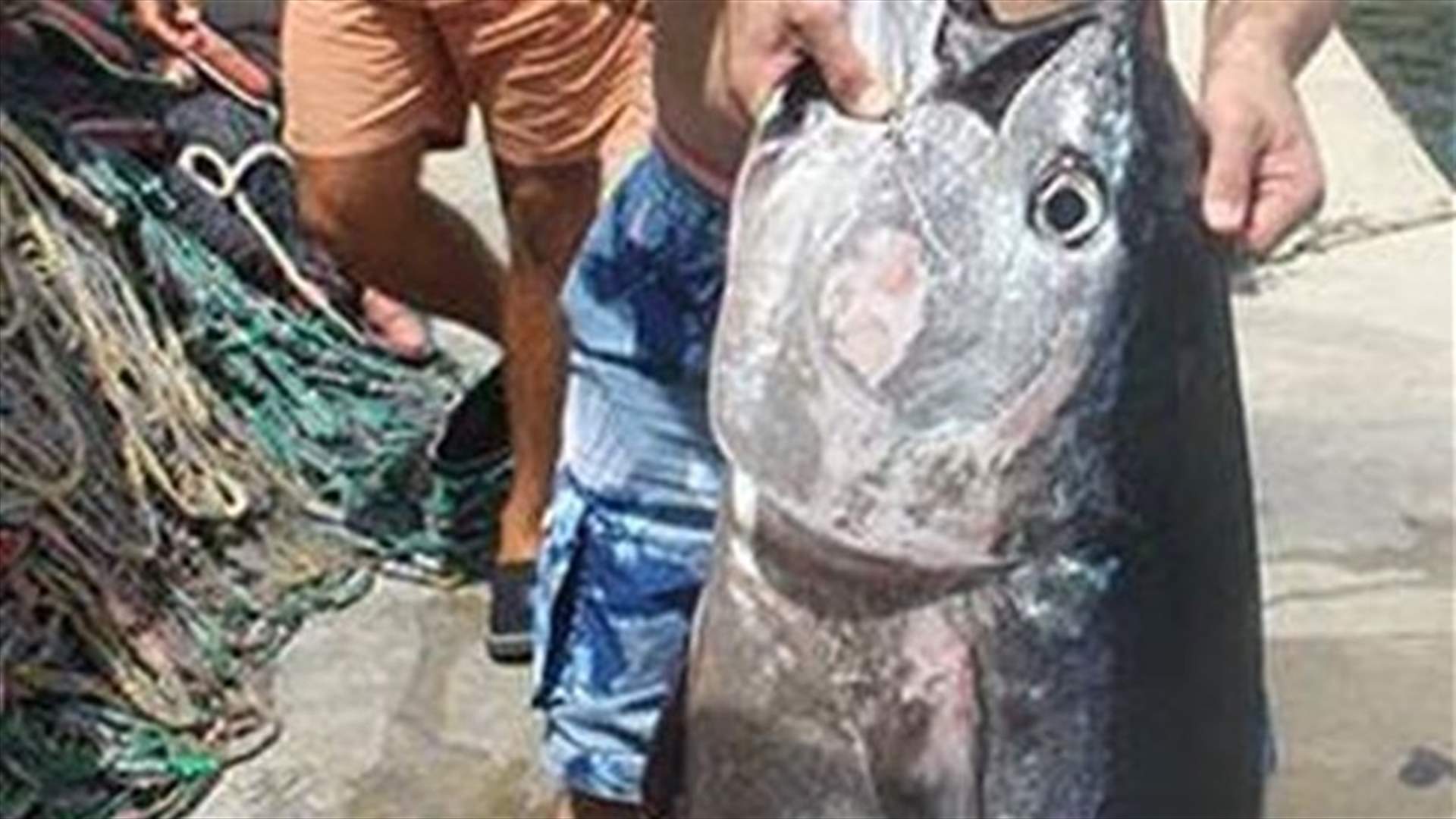 في صور ..سمكة تونا تزن اكثر من 80 كلغ