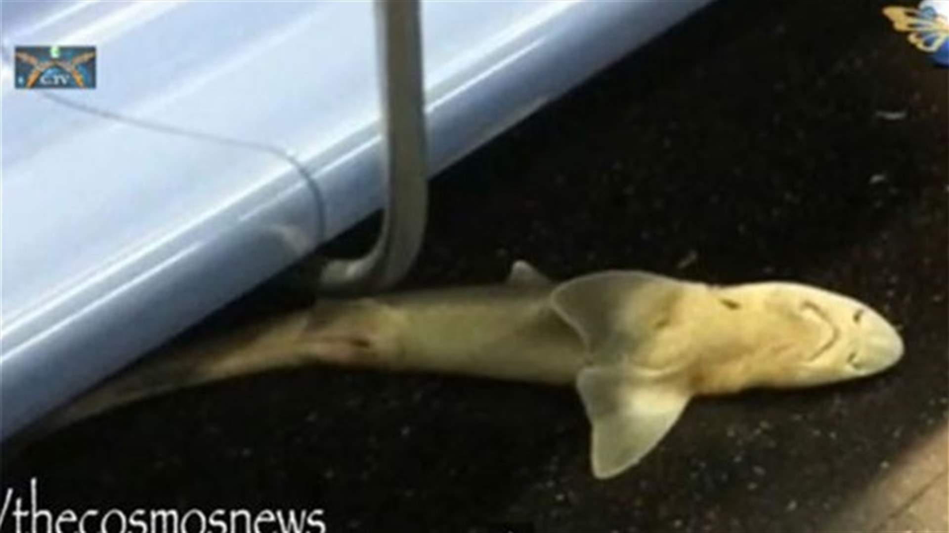 Dead shark is found in NYC subway car, disposed of