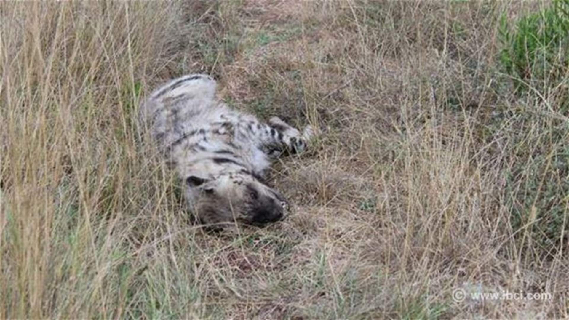 Hyena killed in Oudin Valley