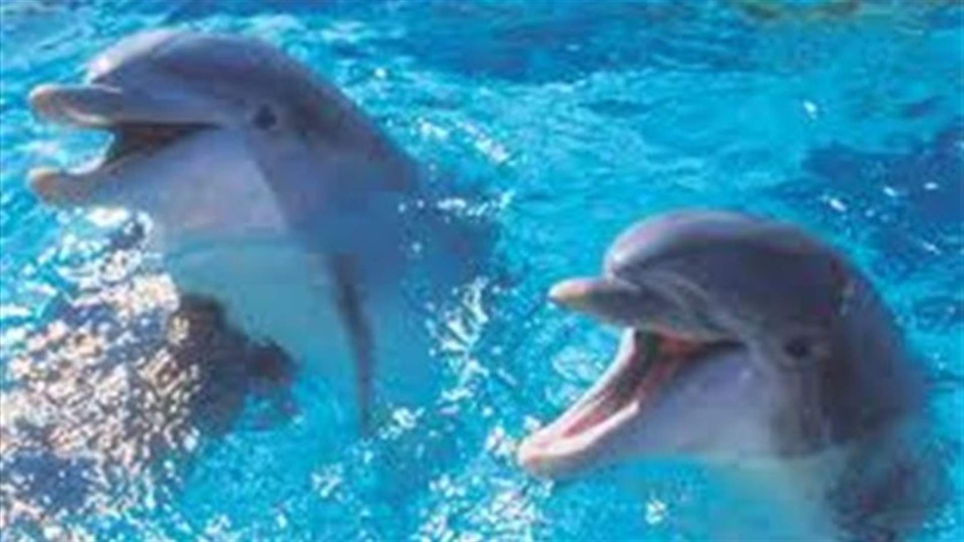 Bottlenose dolphin strandings up in US East Coast