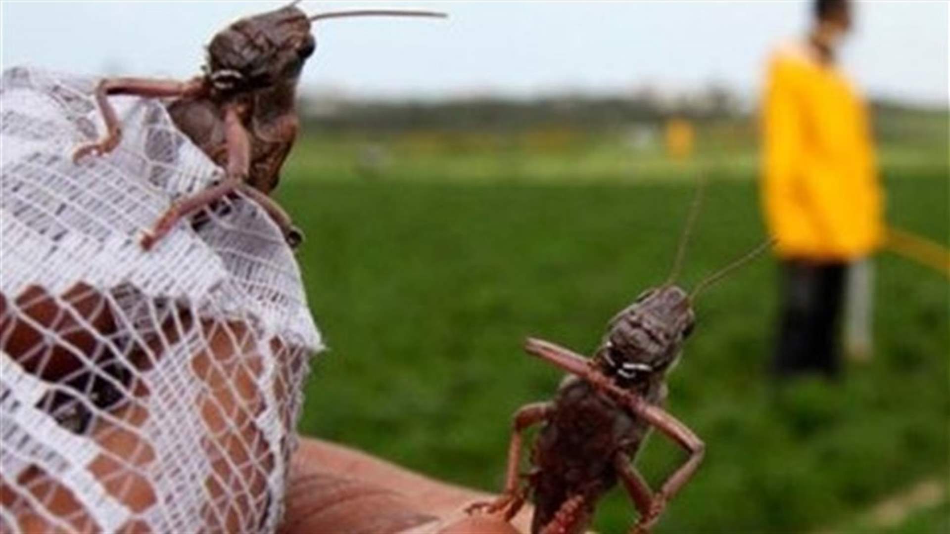 Locusts spotted in Lebanon’s Akkar plain