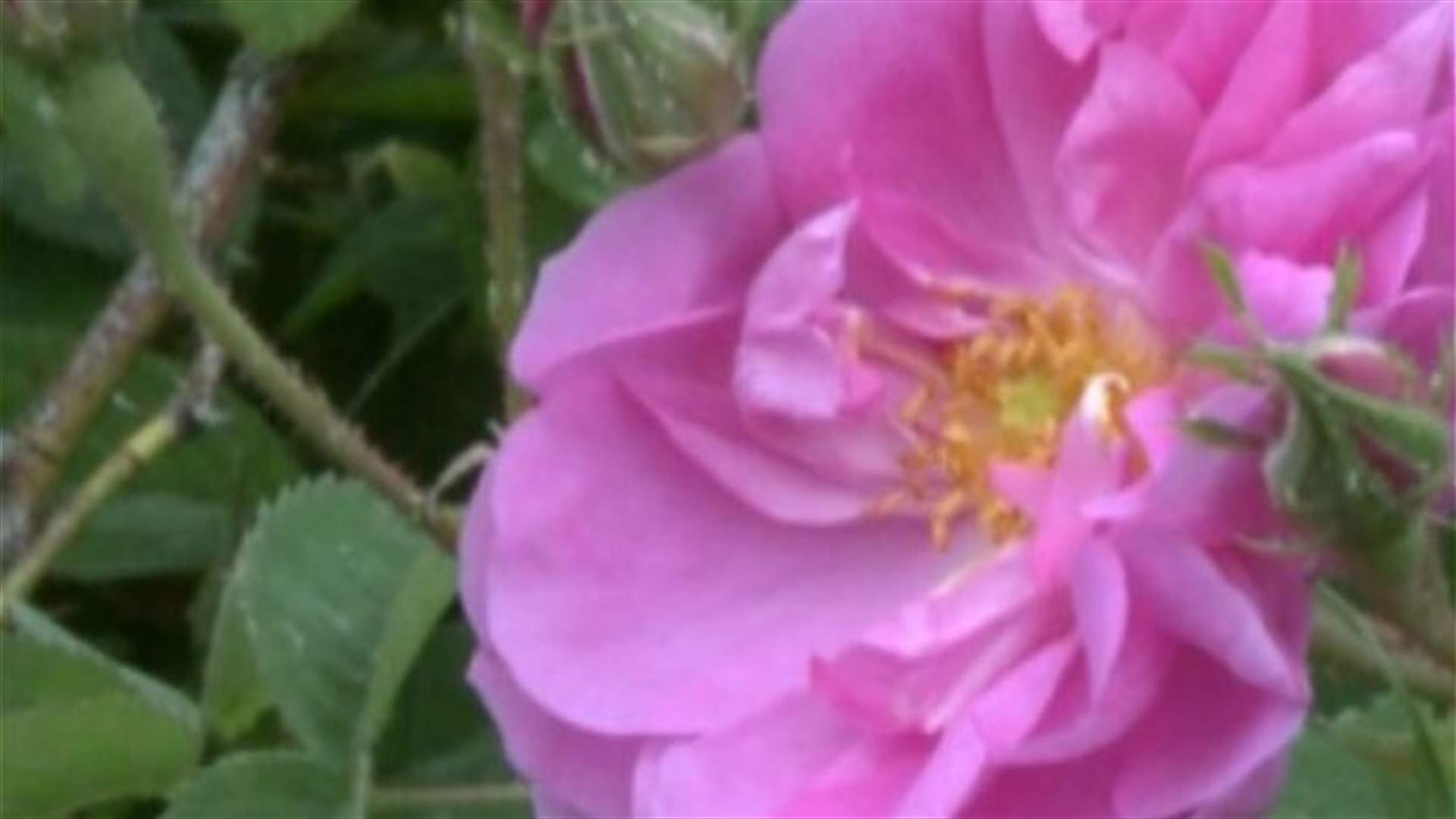 REPORT: Iranian town of Ghamsar celebrates the rosewater festival 