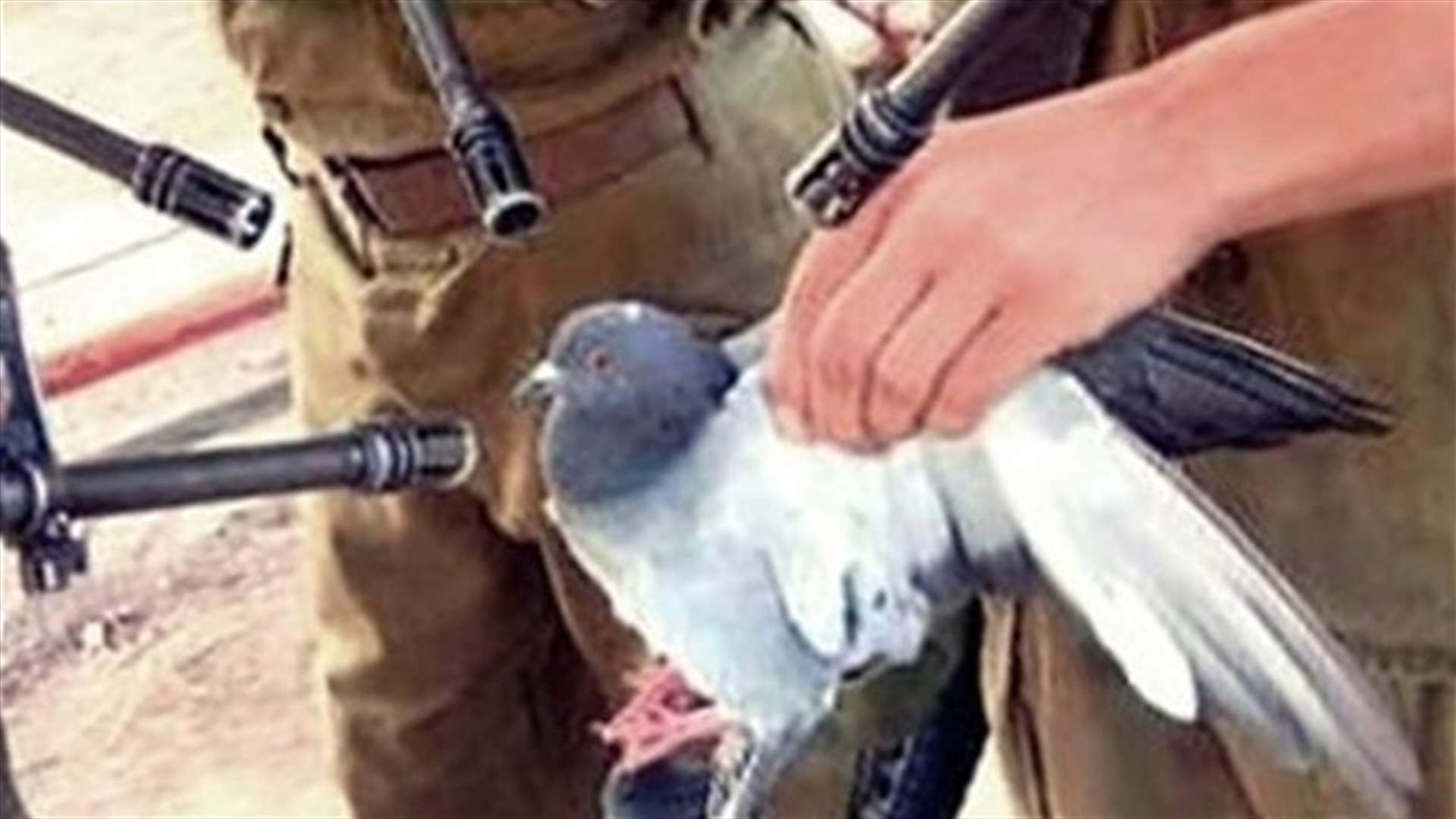 تهريب مخدرات عبر الحمام الزاجل