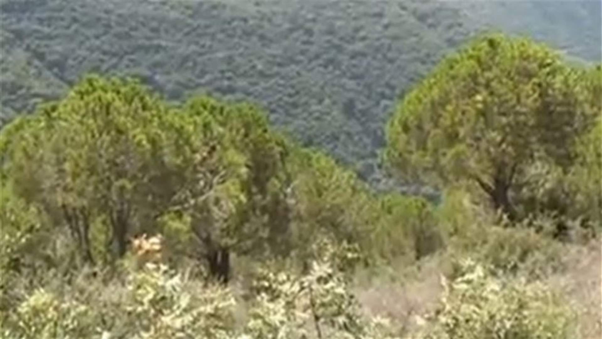 الحفاظ على البيئة في لبنان انطلاقا من محمية بنتاعل