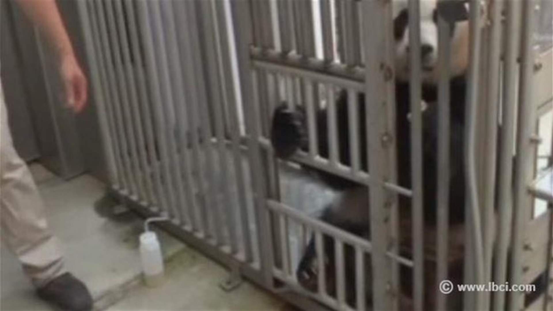 Giant panda at Washington's National Zoo gives birth to her third cub