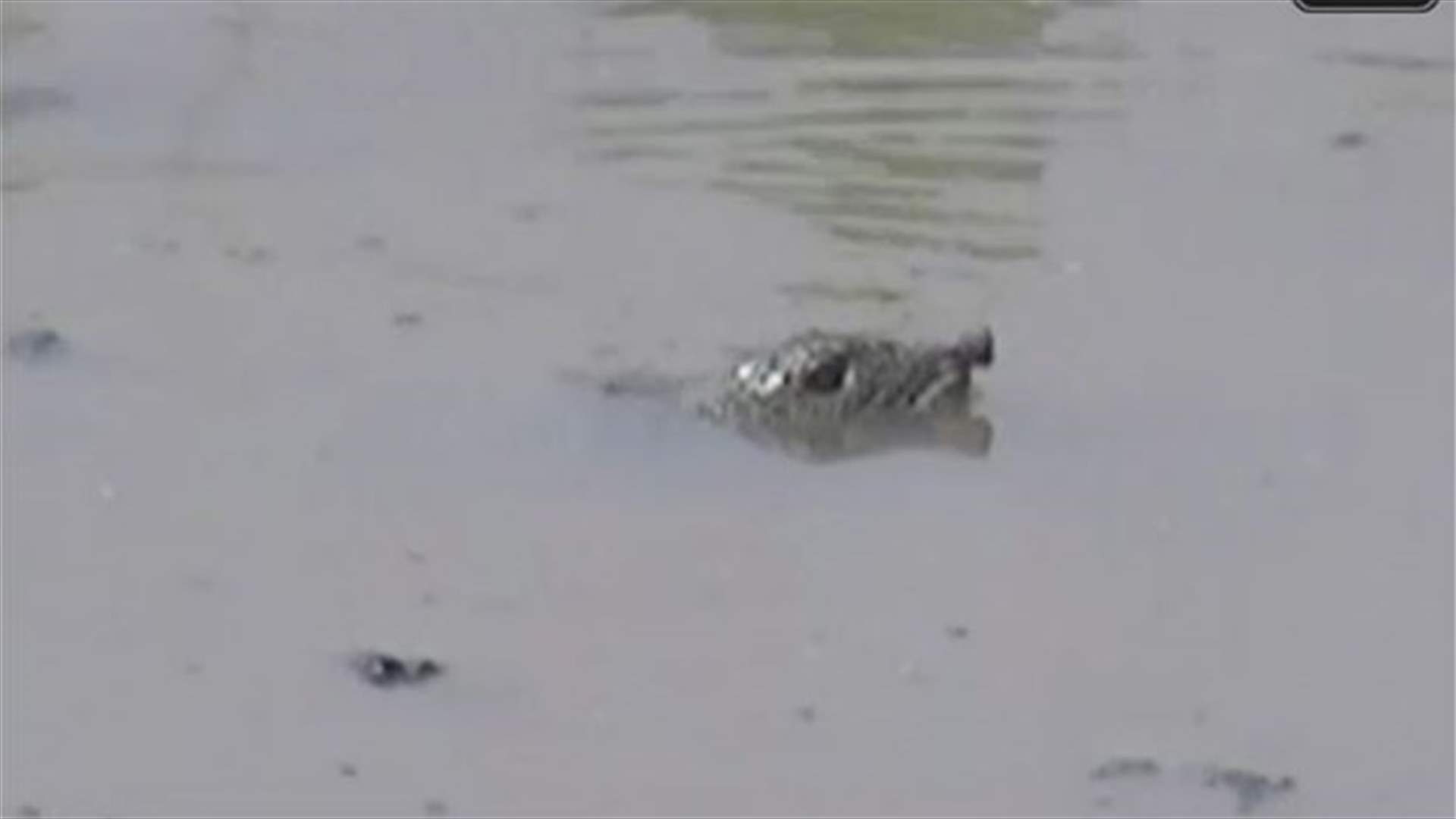Its not a Beirut River Monster, just another highly endangered native species