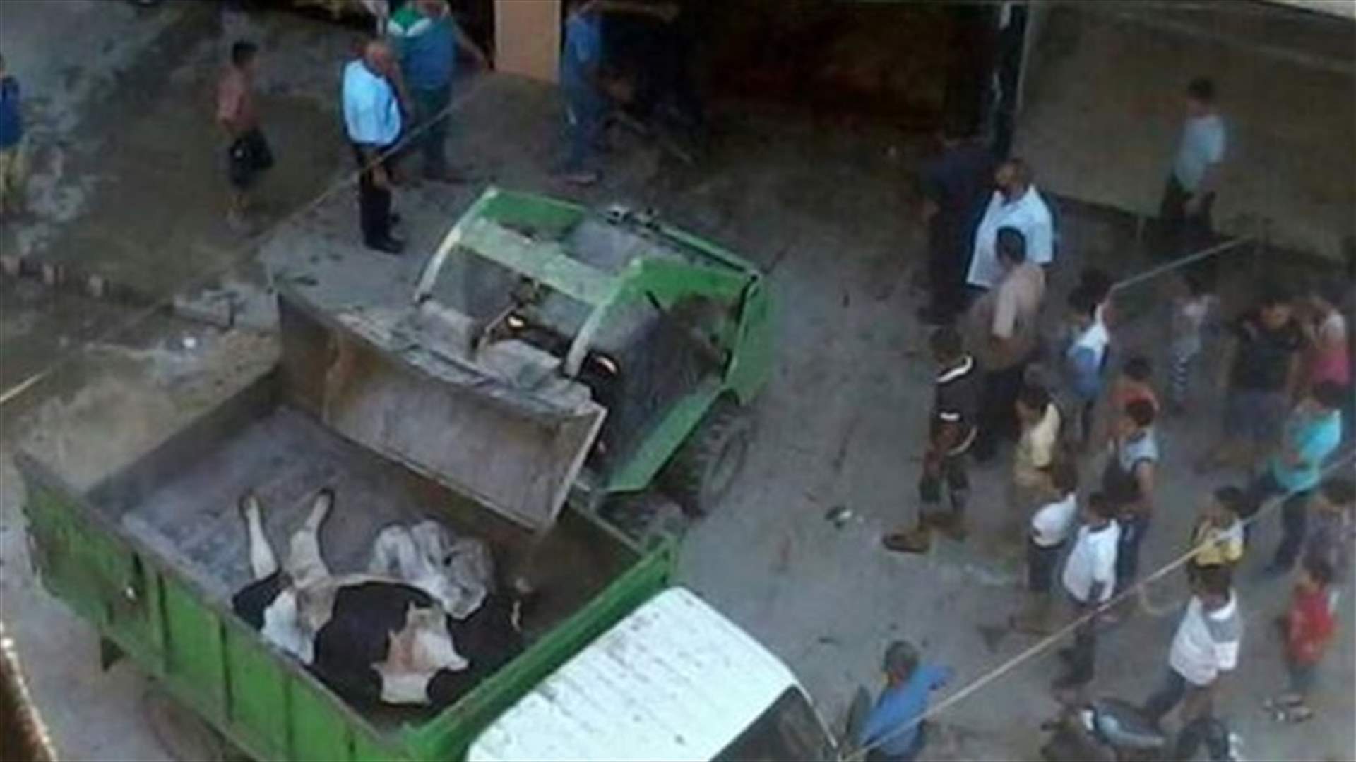 مصادرة بقرة نافقة قبيل بيعها على انها لحم طازج