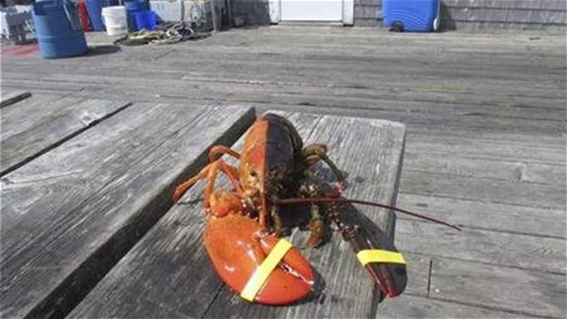 Shell-shock: Maine lobsterman finds two-tone crustacean