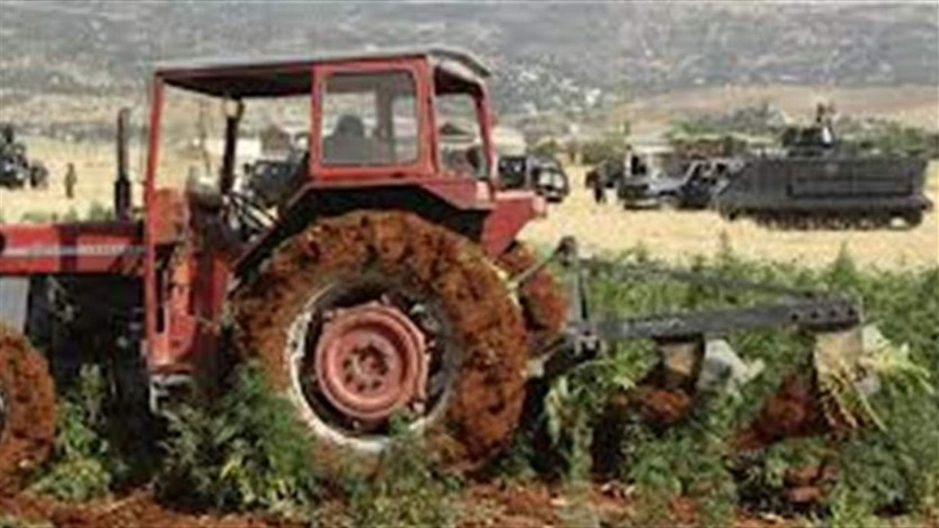 20 أيلول موعد حصاد الحشيشة 