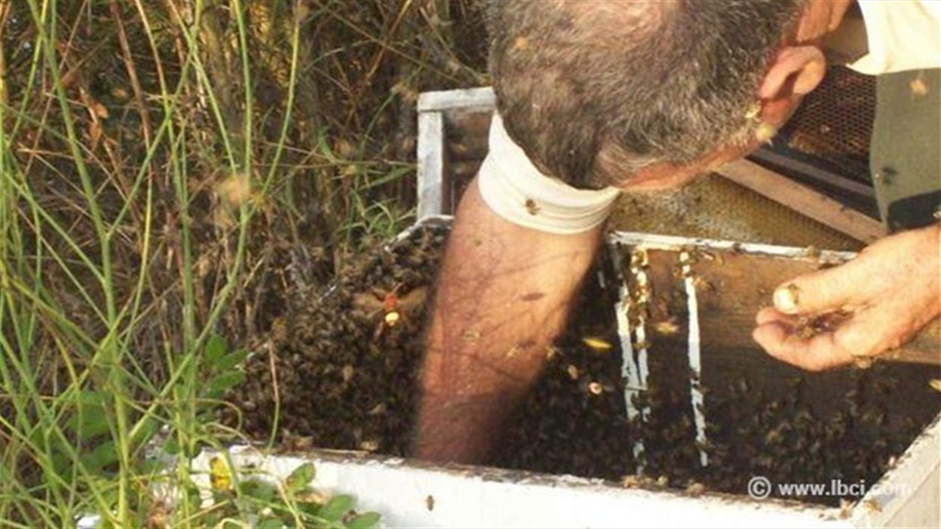 بالصور...الياس خيرالله يدخل قفران النحل من دون اللباس الخاص