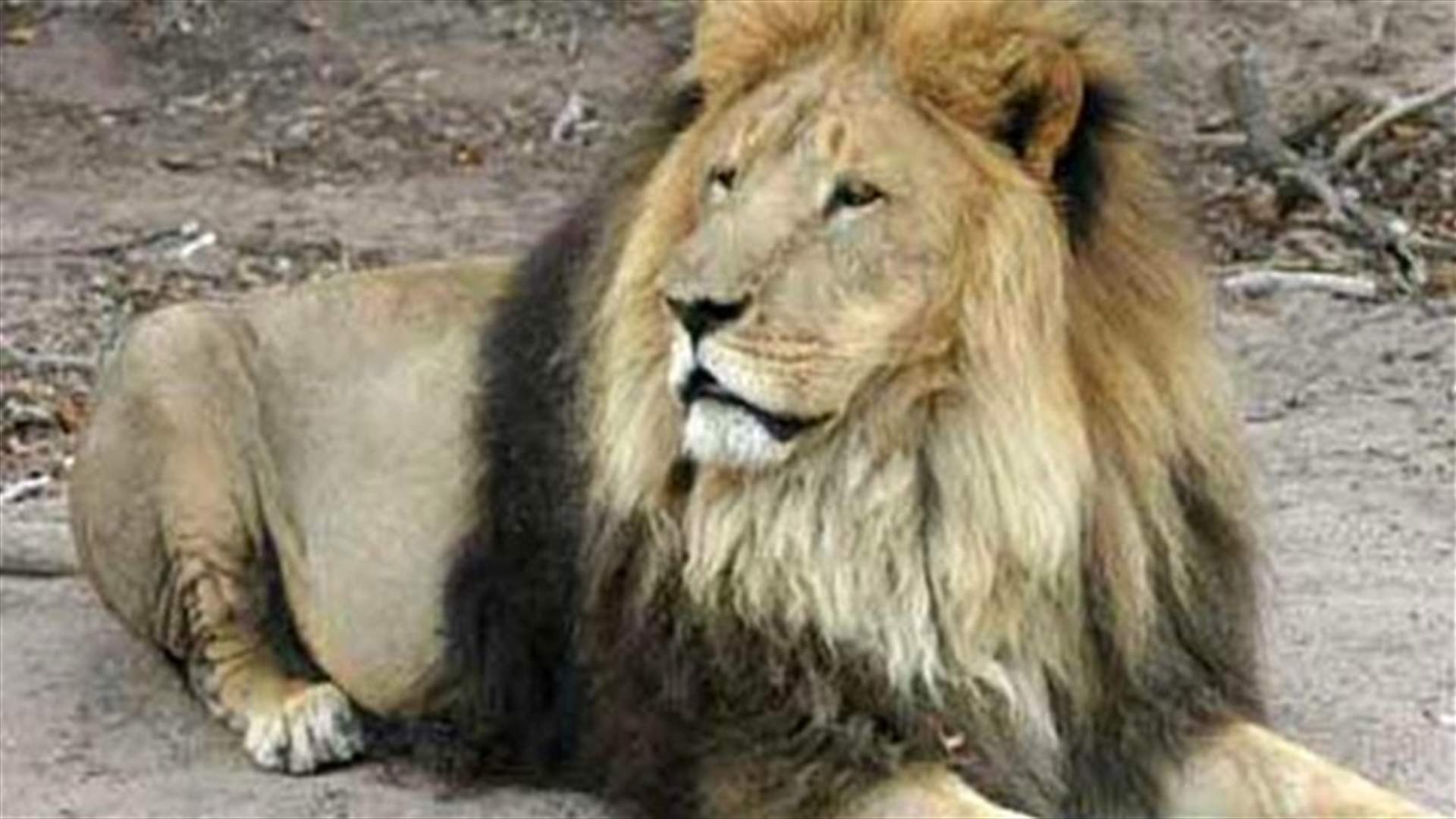 Passerby captures lion roaming streets of Kuwait