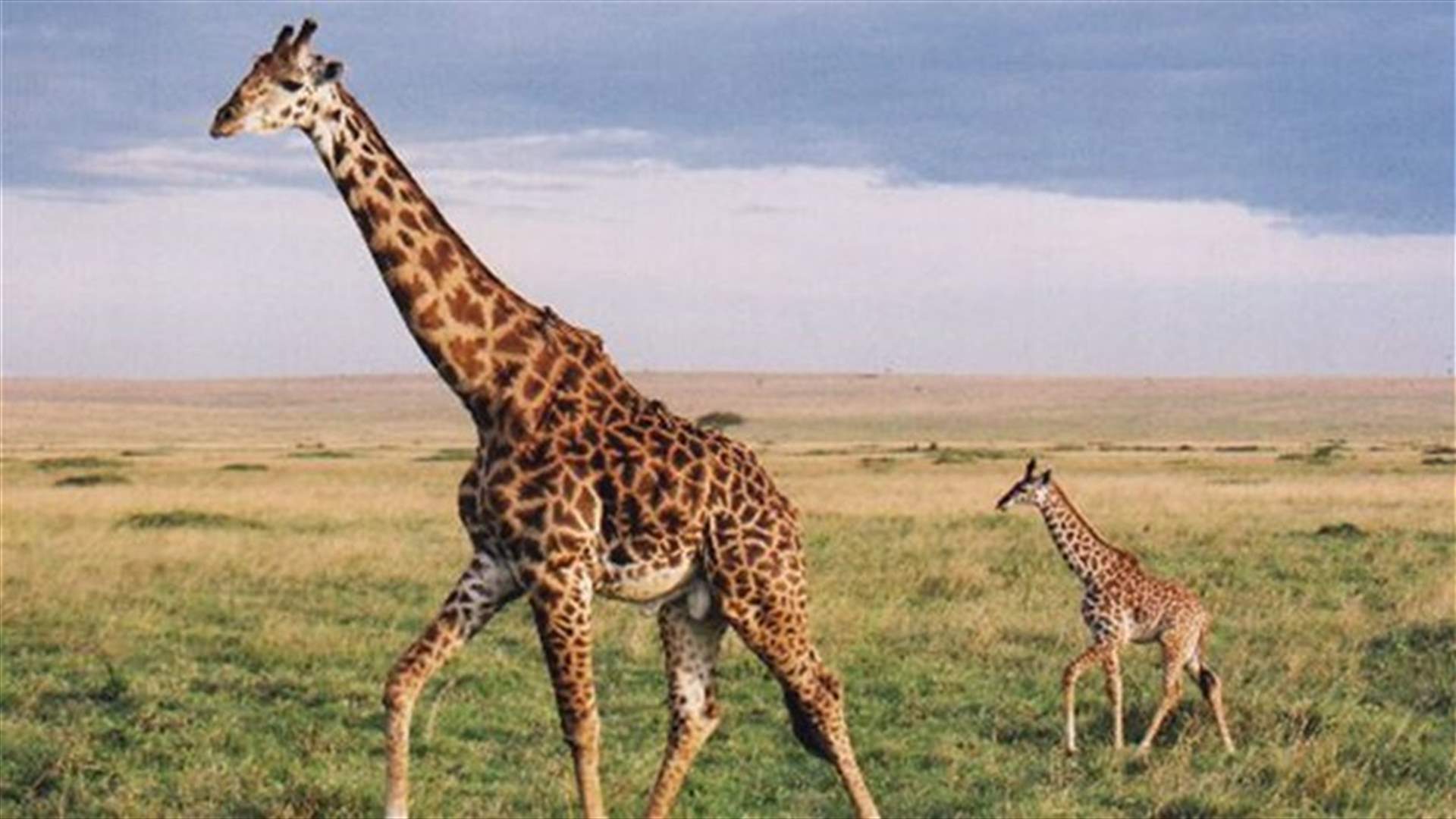 Giraffe in South Korea gives birth to 18th calf