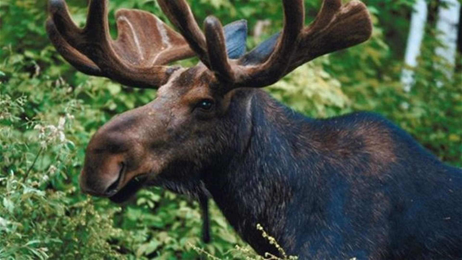 Angry moose vandalizes Norwegian school