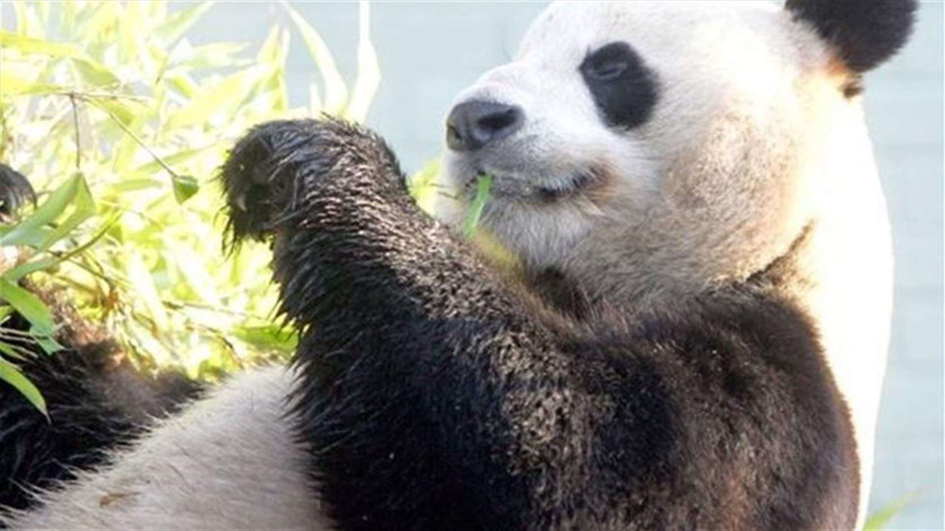 Punch-up over giant pandas divides Belgium