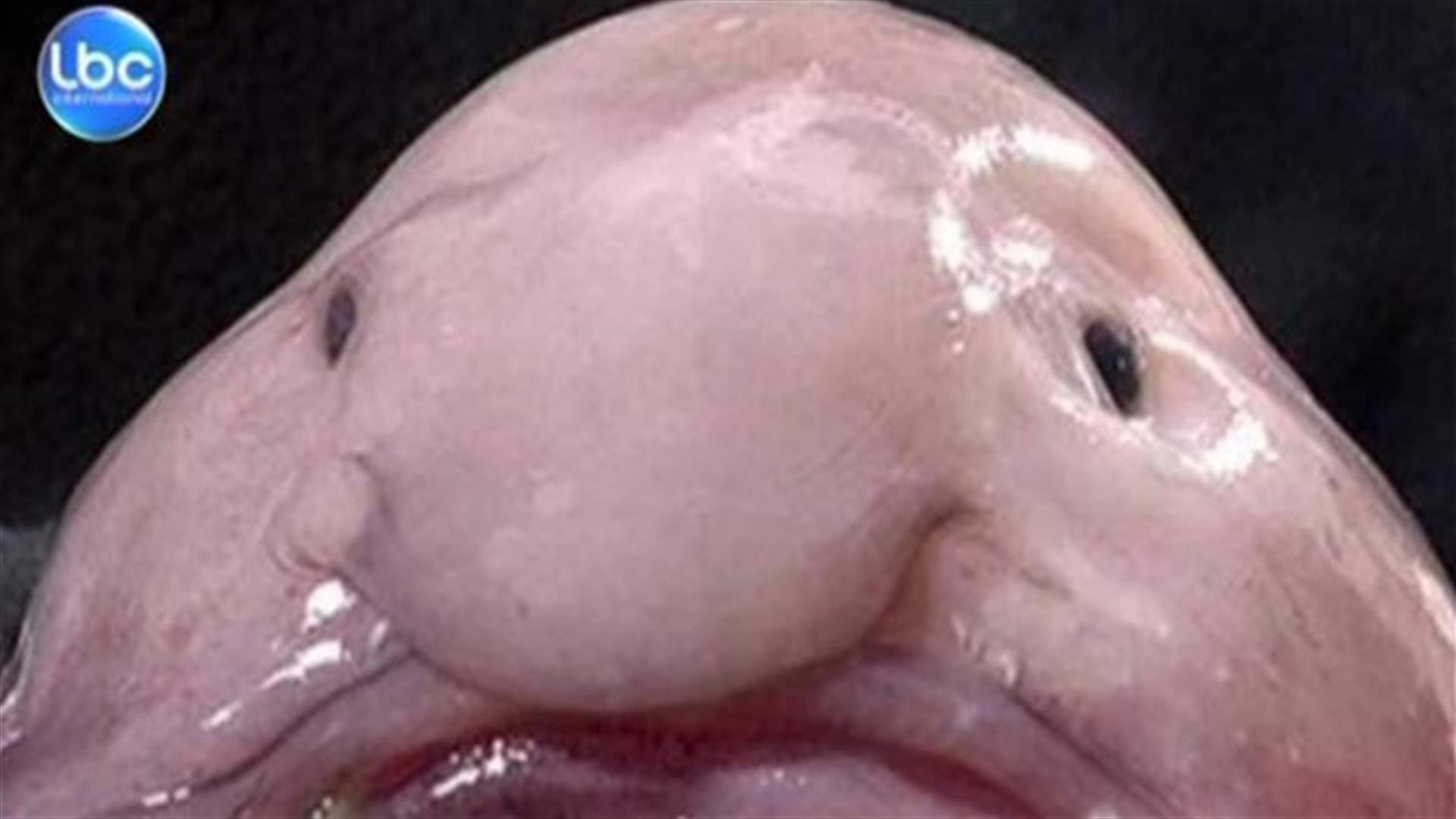REPORT: Blobfish wins world’s ugliest animal vote 
